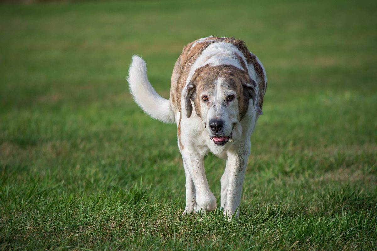 Territorialverhalten Hund dogondo.de